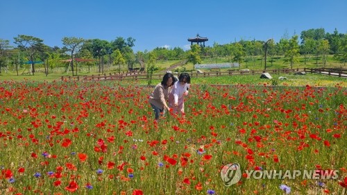 꽃양귀비 만발한 증평 농심테마파크