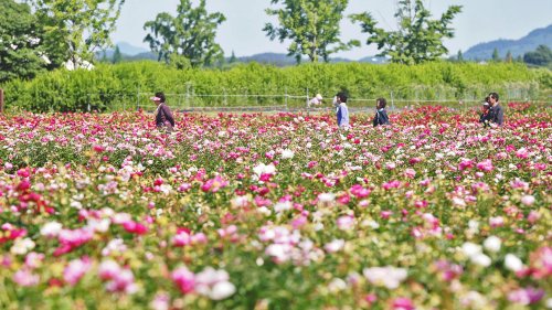 >'봄기운 가득'…함안 강나루 생태공원 작약꽃밭 