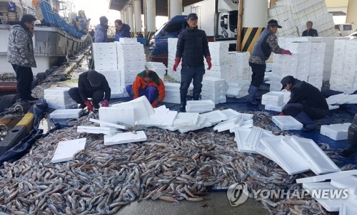 Fishermen put squid into boxes at Juminjin Port in Gangneung, 237 kilometers east of Seoul, on Jan. 2, 2018. (Yonhap) 