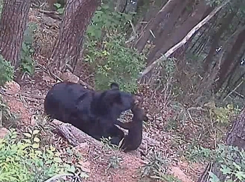 Asiatic black bear gives birth via artificial insemination