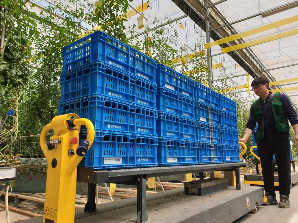 A worker walks with an automatic cart at a tomato greenhouse equipped with smart farming technologies in Hwaseong, south of Seoul, in this photo taken on May 10, 2019. (Yonhap)