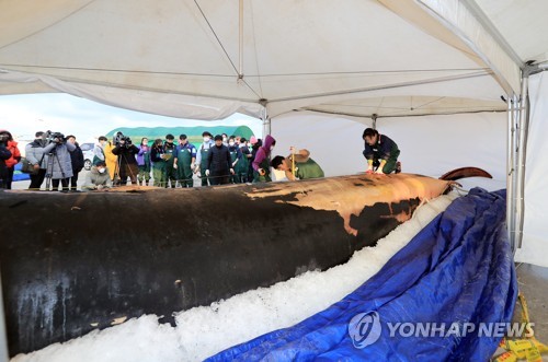 Autopsy on 12.6-meter-long whale conducted on Jeju Island