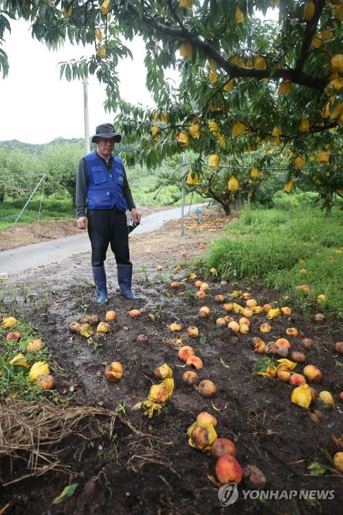 A farmer looks at rotten or crushed peaches at an orchard in Hwasun, South Jeolla Province, southwestern South Korea, on Aug. 10, 2020, after they fell due to torrential rain. (Yonhap)