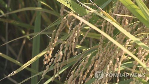 S. Korea's rice output forecast to dip 3 pct in 2020 - 1
