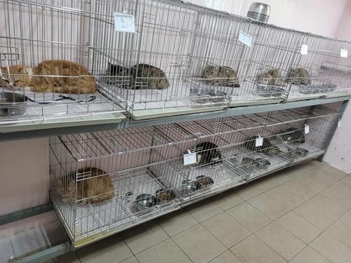 This photo, provided by the Jin Ward Office in Busan, shows some of the 14 cats that were rescued from an apartment after their owner falsely reported they were abandoned by a tenant. (PHOTO NOT FOR SALE) (Yonhap)