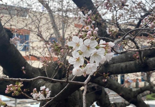 First blooming cherry blossoms this spring observed on Jeju