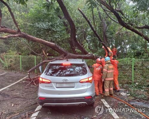 This photo provided by fire authorities shows firefighters tending a tree that fell over a car in Ulsan on Sept. 19, 2022. (PHOTO NOT FOR SALE) (Yonhap)