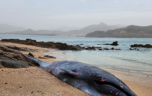 A dead whale lies on a beach on an islet in Buan County, 204 kilometers south of Seoul, in this photo provided by the local Coast Guard on March 24, 2023. (PHOTO NOT FOR SALE) (Yonhap)
