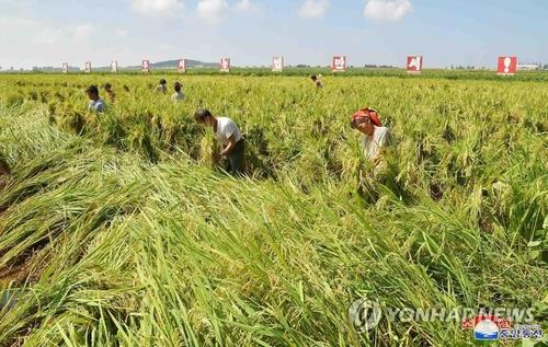 Cette photo publiée par l'agence centrale de presse centrale nord-coréenne (KCNA) le 9 septembre 2019, montre des agriculteurs ramassant du riz tombé dans une rizière suite au puissant typhon Lingling qui a traversé la péninsule coréenne le 7 septembre. (Utilisation en Corée du Sud uniquement et reproduction interdite)