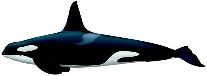Une orque. (Photo fournie par le ministère des Océans et de la Pêche) 