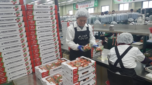 箱詰めされている晋州市の輸出用イチゴ＝７日、晋州（聯合ニュース）