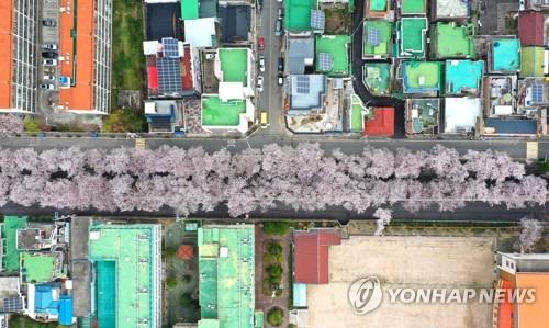 韓国最大の桜祭り「鎮海軍港祭」　コロナで２年連続中止に