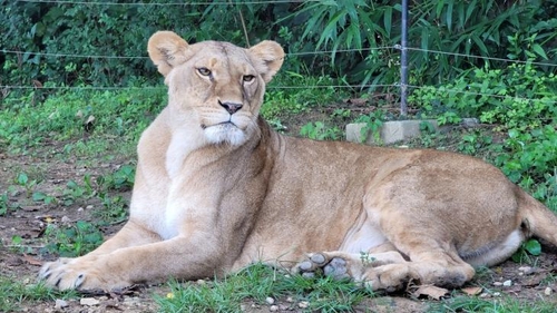 韓日の動物園 ライオンとチーターを相互寄贈へ 聯合ニュース