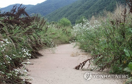 잡초에 묻힌 수변공원 산책로 [연합뉴스 자료사진]