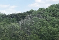 백로·왜가리 서식지 [안동시 제공=연합뉴스]