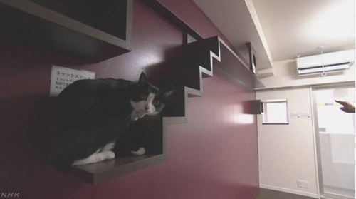 고양이 들의 아파트
