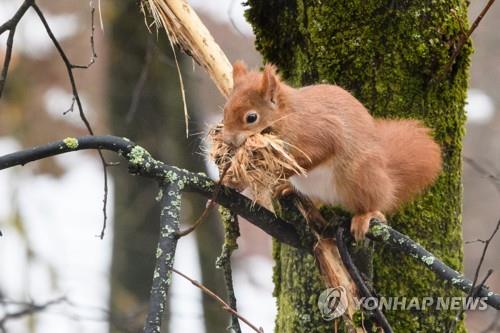 미국 메이플시럽 농가 '다람쥐와의 싸움'…생산 차질 우려