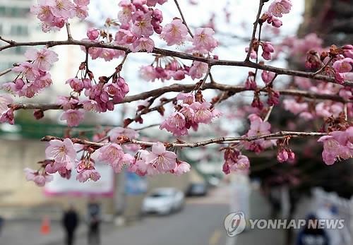 대구시 팔공산 벚꽃축제 대비 시내버스 추가 운행