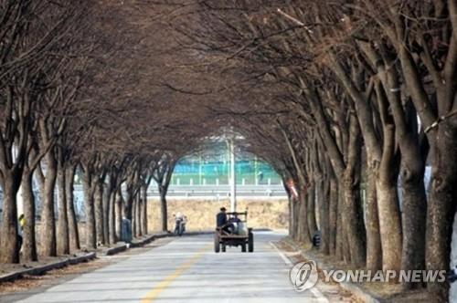 '벌목 위기' 보은 삼년산성 입구 느티나무들, 은인 만나 '새 삶'