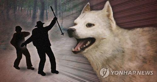 안성서 60대 여성 산책중 도사견 물려 사망…견주 입건 검토