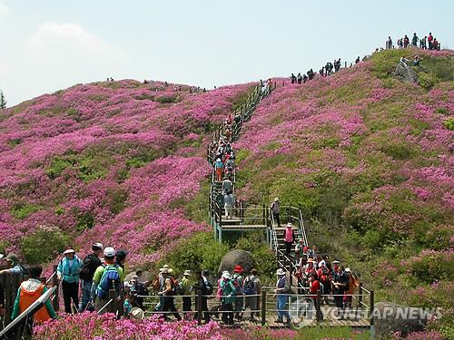 "국내 최고 군락지의 분홍빛 향연"…지리산 바래봉 철쭉제