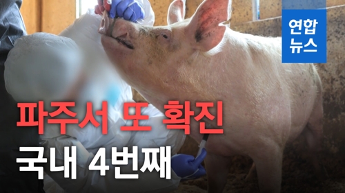 [영상] 경기 파주서 1주일 만에 아프리카돼지열병 또 확진…4번째 발병 - 2