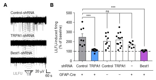 TRPA1 유전자 억제와 초음파에 의한 신경세포 발화 저하 설명 그래프
