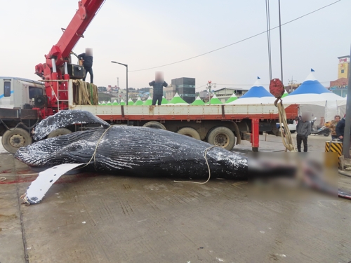 그물에 걸려 죽은 채 발견된 혹등고래