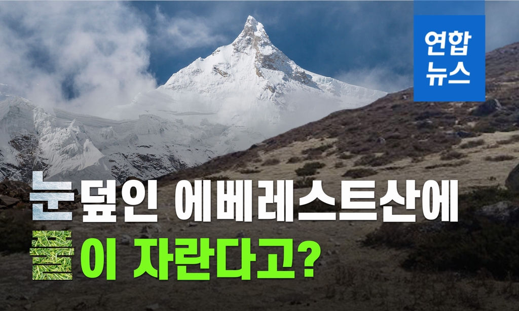 [이슈 컷] 에베레스트산에 풀이 자란다고?…지구온난화 우려 확산 - 2
