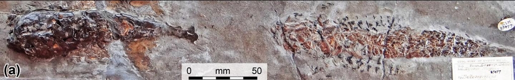 전체 화석. 왼쪽은 C.몬테피오레이의 머리와 몸통 부분