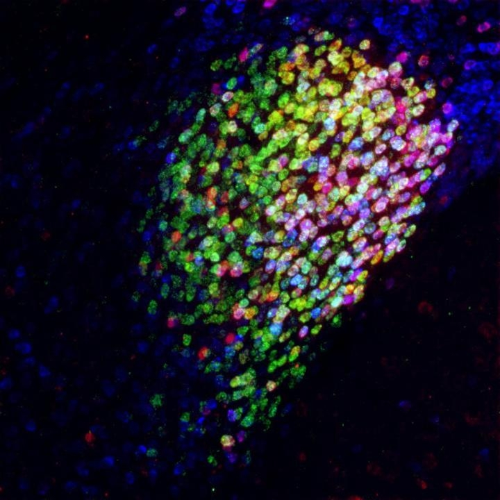 생쥐 뇌의 편도체 뉴런