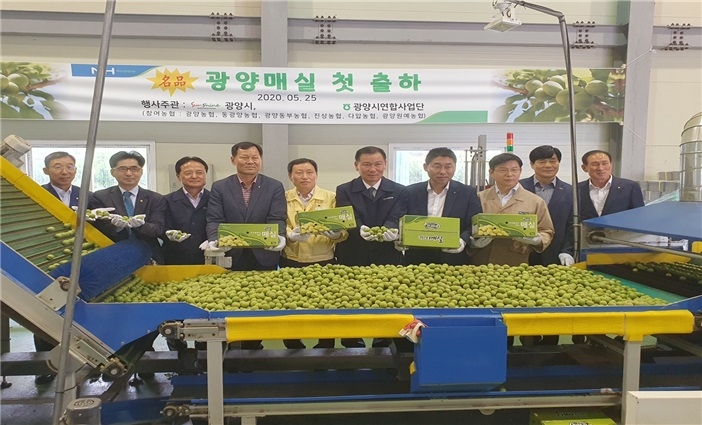매실 첫 출하