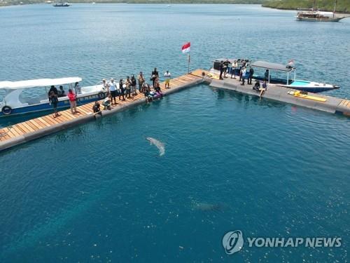 인도네시아 발리에 민관 합동으로 조성된 돌고래 보호구역