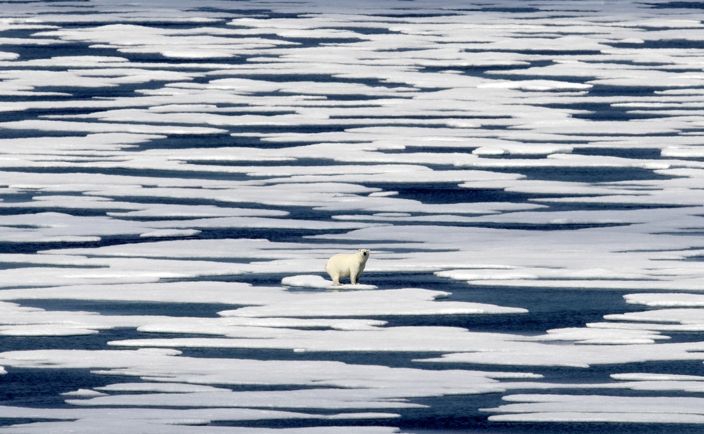 캐나다 프랭클린 해협 얼음 위에 북극곰 한 마리가 위태롭게 서 있다. 2017.7.22