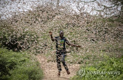 지난 1월 케냐의 농부가 메뚜기떼를 쫓아내기 위해 그 사이를 달리고 있다.