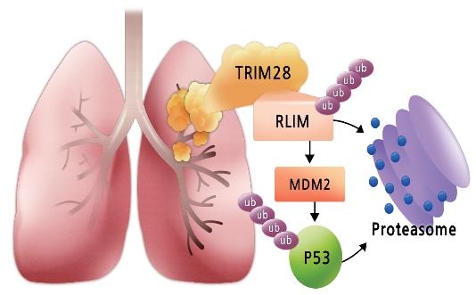 트림28에서 p53까지 이어지는 연쇄 분해반응 모식도