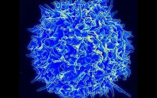 세포 면역에 핵심 역할을 하는 T세포 