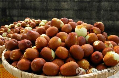 보은대추 