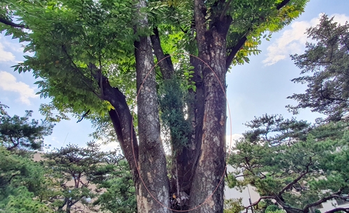 노간주나무 품은 느티나무