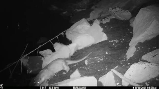 여의도한강공원 샛강생태공원에서 발견된 멸종위기종 수달