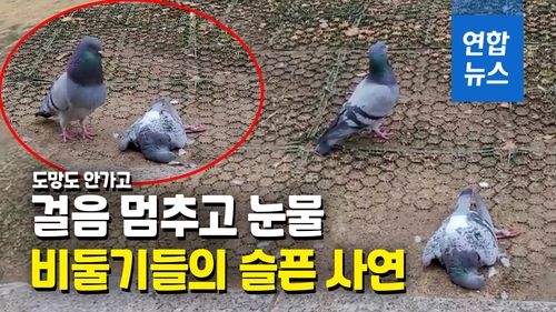 [영상] 서럽게 '구구구' 우는 비둘기…발걸음 멈춘 사람들