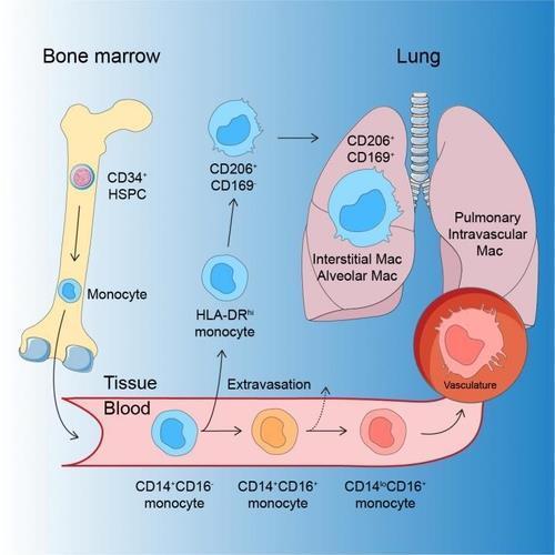 폐 대식세포의 발달 과정