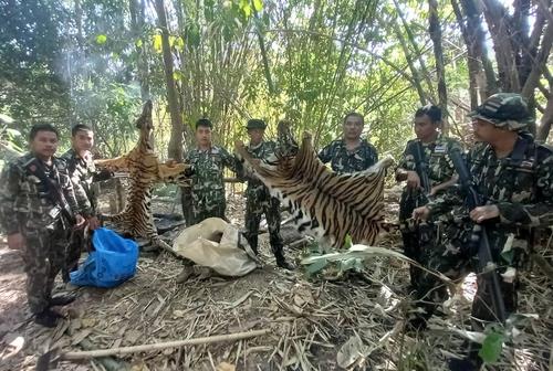 벵골 호랑이 두 마리의 가죽을 들어 보이는 국립공원순찰대원들