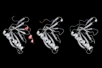 생리 현상의 기초 '단백질 결합' 어떻게 이뤄질까