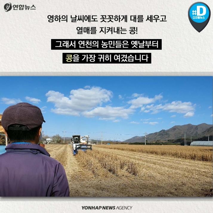 [카드뉴스] '청정 DMZ' 연천의 희망, 콩 심은데 꿈 난다! - 4