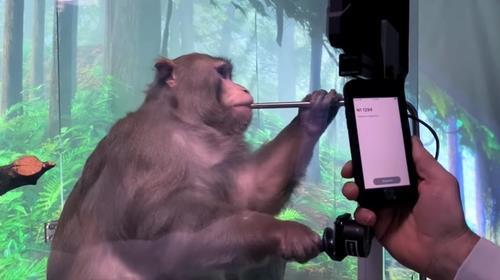뉴럴링크가 작년 10월 공개한 원숭이의 비디오 게임 장면