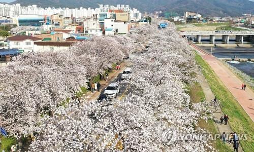 '코로나 확산에' 정읍 벚꽃축제 3년 연속 취소