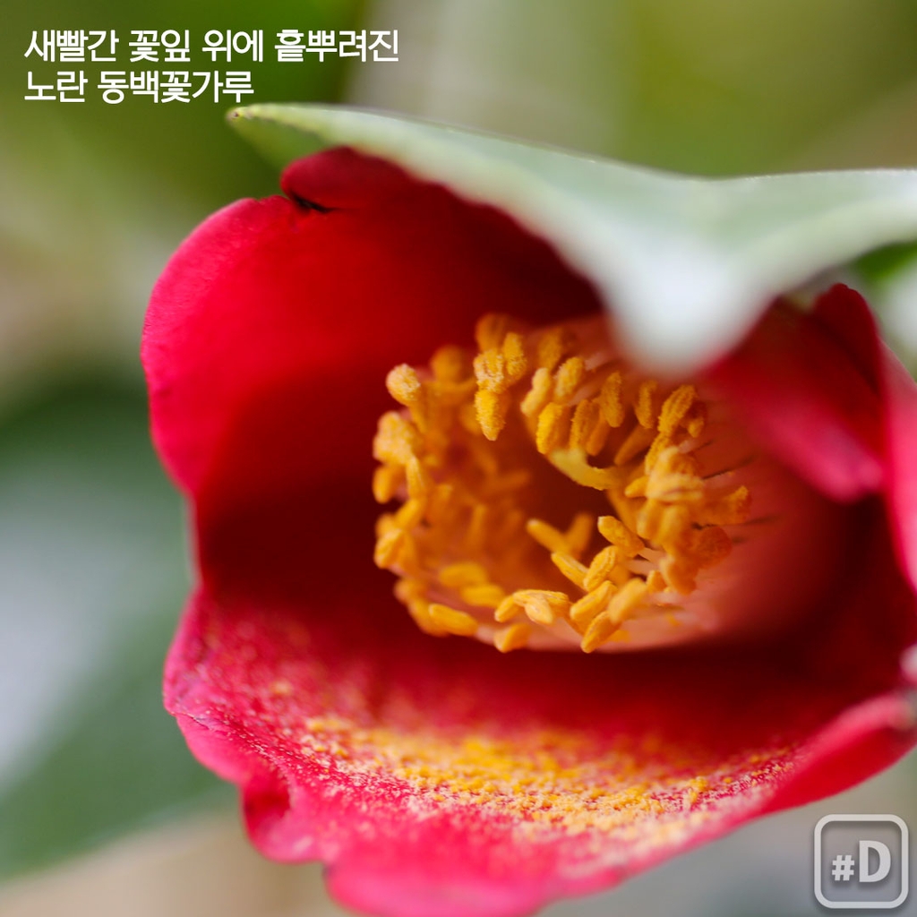[여행honey] 동백꽃 방긋…봄날 보길도 여행 - 2