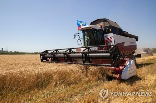 우크라이나에서 수확 중인 밀 