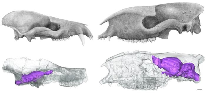 공룡대멸종 뒤 팔레오세(왼쪽)와 에오세 포유류 두개골 및 뇌 크기 비교